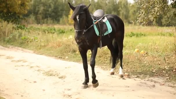 Magnifique cheval brun avec selle et bride d'entraînement sur route de campagne . — Video