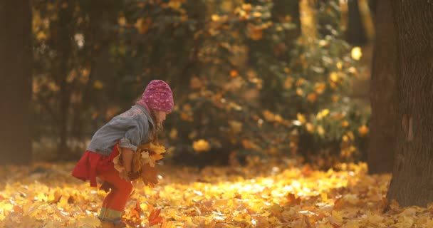 Menina bonito brincando com folhas na floresta outonal . — Vídeo de Stock