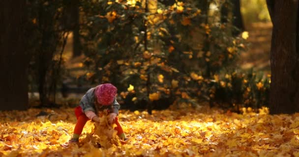 Милая маленькая девочка играет с листьями в осеннем лесу . — стоковое видео