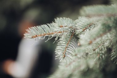 Bir kozalaklı ağaç dalına yakın çekim. Gün ışığında Noel kozalaklı ağaç dalına yakın çekim. Noel konsepti.