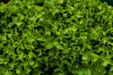 Taze yeşil marul tarlada yetişiyor.