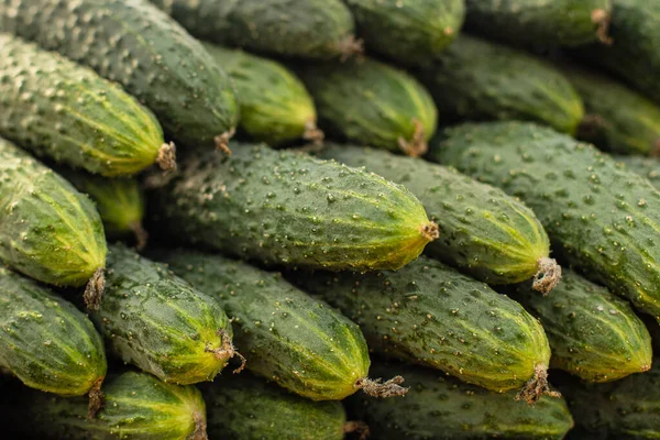 Delicious cucumbers at the market. — Stock Photo, Image