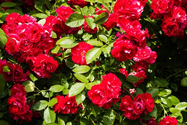 Piękne róże z zielonymi płatkami i kroplami wody na nich — Zdjęcie stockowe