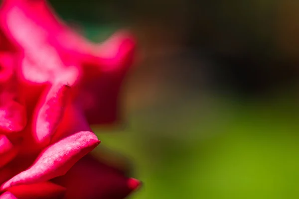 Kawałek czerwonych kwiatów w ogrodzie, ostrość na płatkach — Zdjęcie stockowe