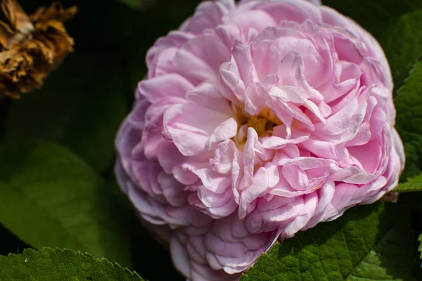 Zdjęcie ślicznej róży z pięknym fioletowym kolorem, tło — Zdjęcie stockowe