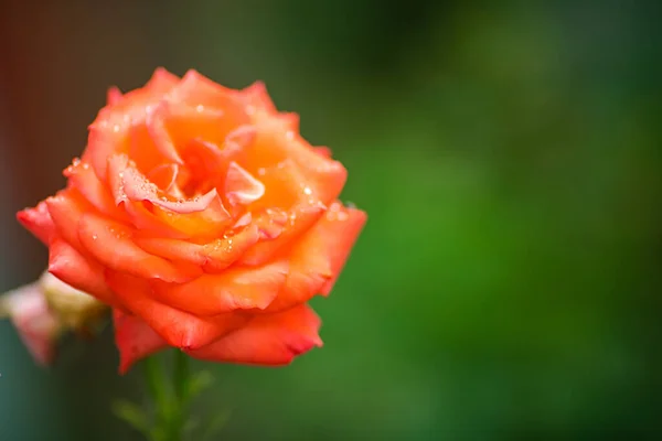 Piękna samotna róża z dużymi płatkami rośnie w ogrodzie — Zdjęcie stockowe