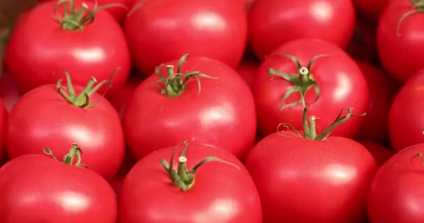 Gesundes rotes Bio-Gemüse in geraden Reihen angeordnet — Stockvideo