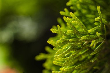 Ağaçların yanında büyük yeşil bir çalı büyür, küçük bir dal üzerinde odaklanarak resmedilir.