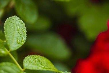Bulanık arka planda ıslak yeşil yapraklar. yağmur yağdıktan sonra.