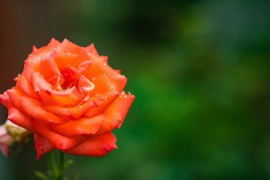 Yeşil arkaplanda çiçek açan kırmızı çiçek..