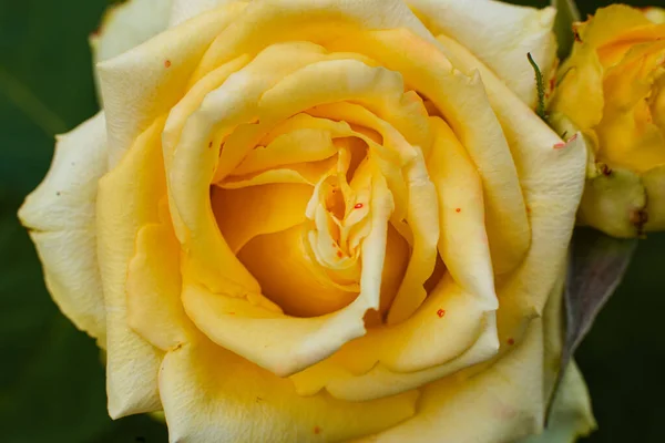 Zdjęcie róży z pięknym białym kolorem, tło — Zdjęcie stockowe