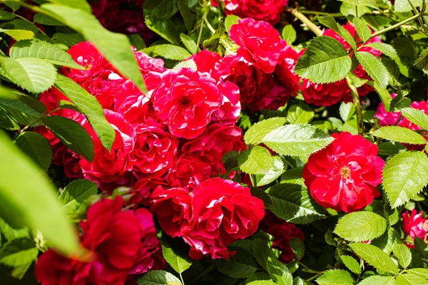 Piękne róże z zielonymi płatkami i kroplami wody na nich — Zdjęcie stockowe