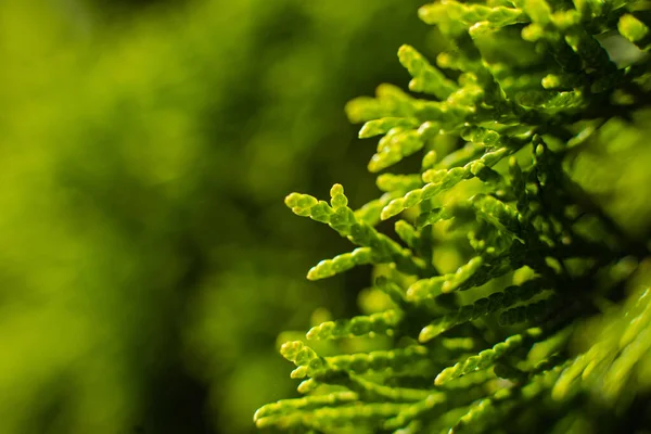 Um grande arbusto verde cresce perto das árvores, imagem com foco em um pequeno galho — Fotografia de Stock