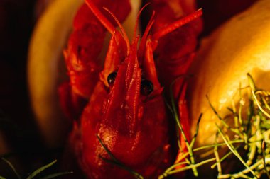 Cooked red crawfish in close-up. Prepared lobster in close-up. clipart