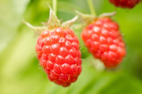 Las bayas maduras de frambuesa maduraron en una rama en el bosque. unas bayas rosadas cuelgan de una rama — Foto de Stock