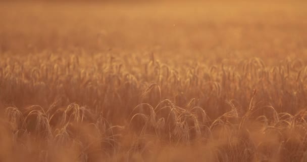 Blick über reife Weizenähren. — Stockvideo