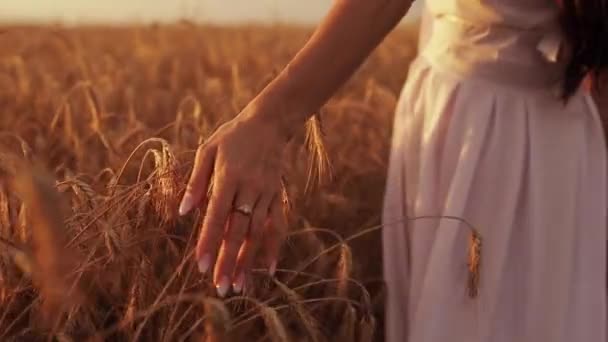 Неузнаваемая женщина касается пшеничных ушей. — стоковое видео
