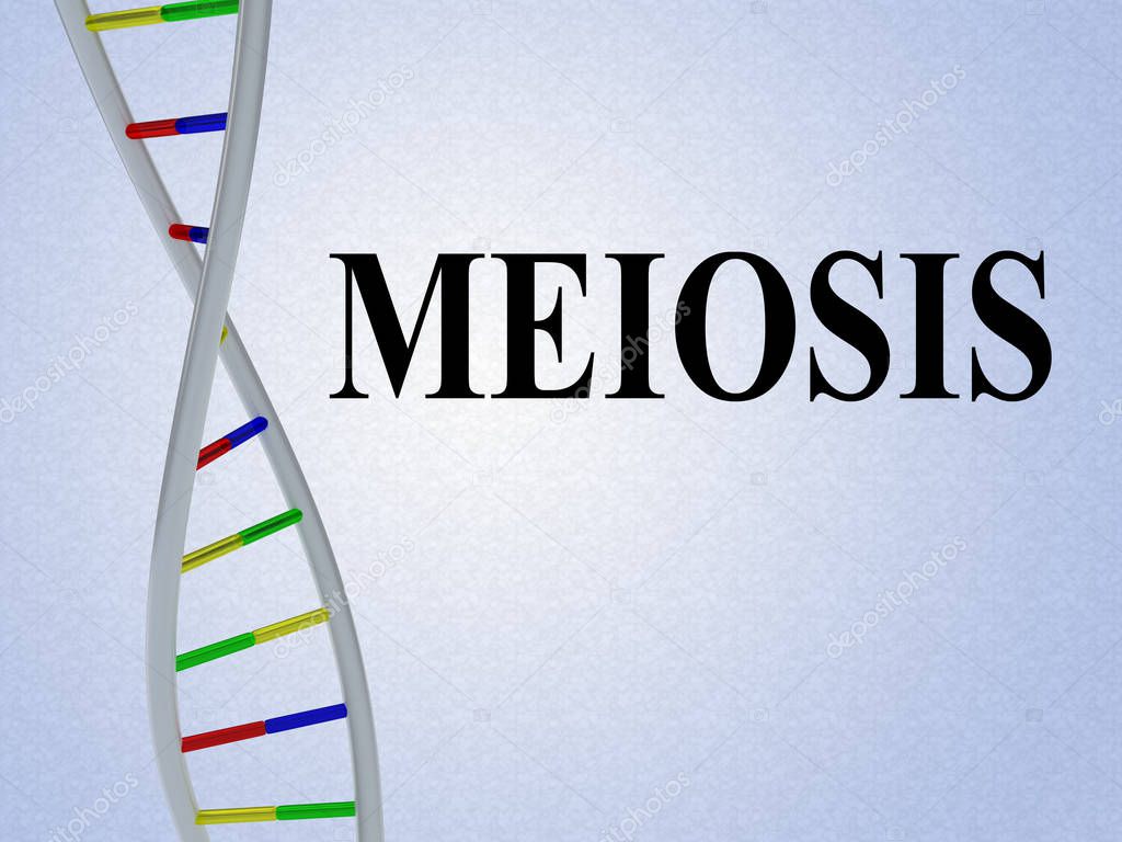 3D illustration of MEIOSIS script with DNA double helix , isolated on pale blue gradient.