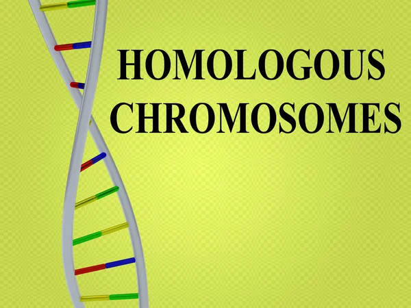 3D illustration of HOMOLOGOUS CHROMOSOMES script with DNA double helix , isolated on pale green gradient.