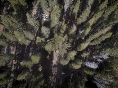 Kaliforniya'da bir ormandaki üstten görünüm
