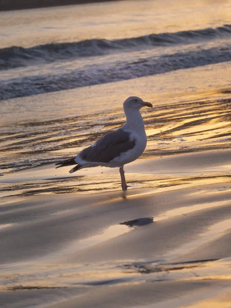 Gaviota Mar Pie Sobre Una Pierna Agua Mientras Ola Acerca — Foto de Stock