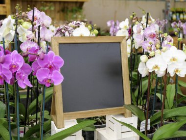 Orkide çiçek dükkanında ile boş yazı tahtası