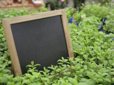 Blackboard taze otlar bitkiler arasında