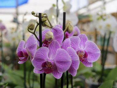 Bir yeşillik içinde orkide çiçek taze pembe bitki