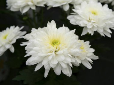 Beyaz papatya çiçekler çarpıcı güzel buket