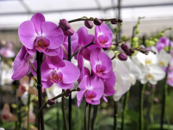 Different colors of orchids plants in greenhouse