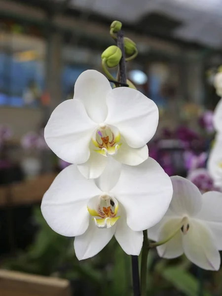 To blooming flowers of orchid plant