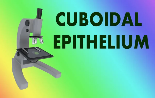 Ilustración Microscopio Con Título Epitelio Cuboidal Aislado Gradiente Color — Foto de Stock