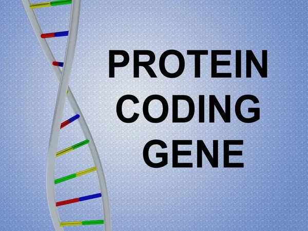 タンパク質コーディング遺伝子の概念 — ストック写真