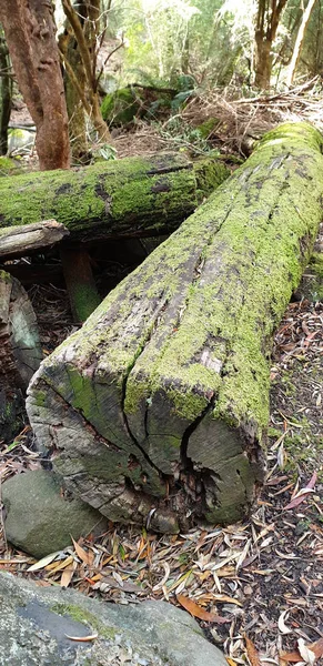 Zelený mech na dřevokmeni — Stock fotografie