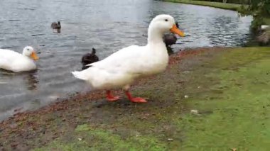 Güzel ördekler sudan çıkmaya hazırlanıyor.