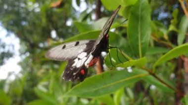 Kelebek vuruşuna yakın akış