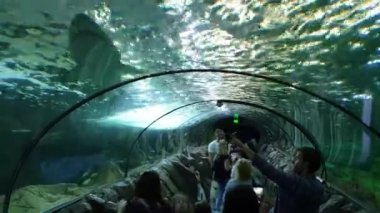 Kavisli cam akvaryum geniş açılı çekim