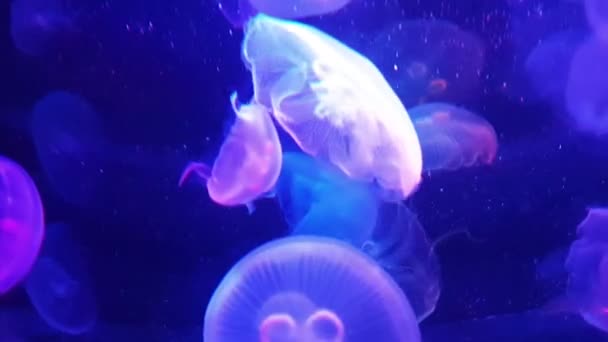 Mor ışıklandırma sahnesinde güzel denizanaları — Stok video