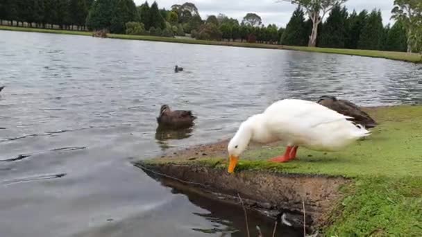 Beautiful Ducks by the lake shot shot — Stock Video