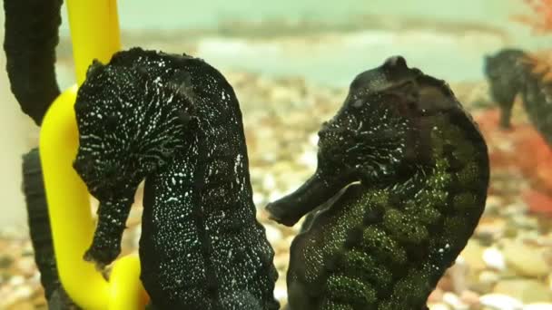 Bonito cavalos marinhos casal juntos no água tiro — Vídeo de Stock