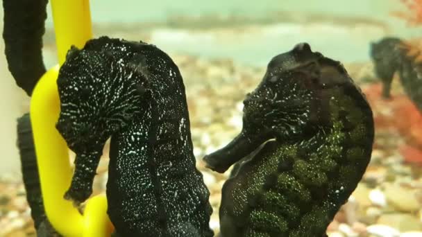 Cute los caballitos de mar juntos en el disparo de agua. — Vídeos de Stock