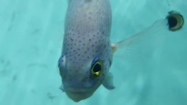 Pesci d'acquario tropicale in acquario sparato — Video Stock