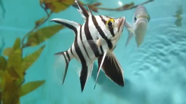 Tropical Angel Fish Swim In Strzał z wody — Wideo stockowe