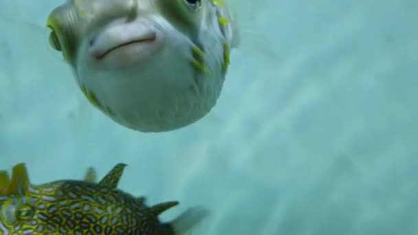 Sehr süßer Blowfish im Wasser erschossen — Stockvideo
