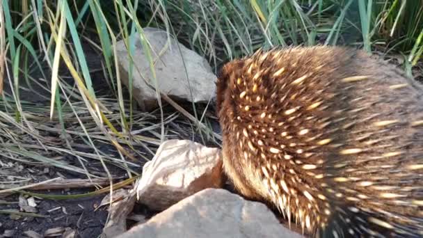 Pequeña echidna Porcupine en Tasmania disparó contra disparos — Vídeos de Stock