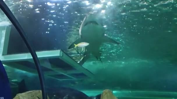 Vista subacuática del tiburón en el acuario disparado. — Vídeo de stock