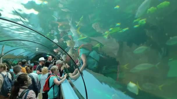 Изогнутые стеклянные аквариумы с различными видами рыб — стоковое видео