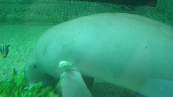 Riesige Fischart in Aquarium erschossen — Stockvideo