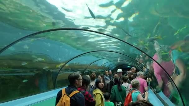 People visit Aquarium shot shot — Stock Video