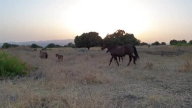 Gün batımında çayırda vahşi atlar.